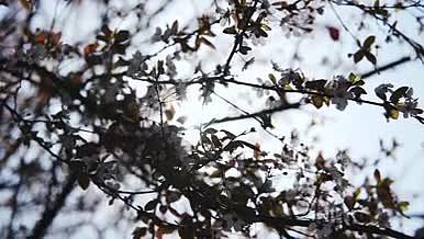 1080升格唯美紫叶李花朵春天空镜视频的预览图